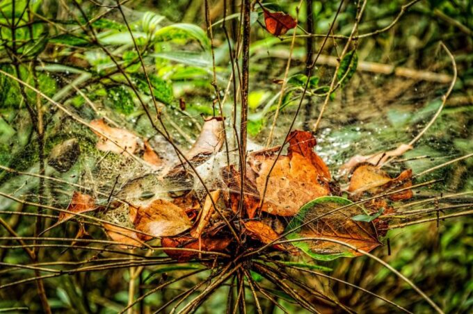 From Da Nang: Bach Ma National Park Trekking - Safety Considerations