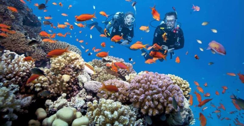 From Da Nang: Cham Island Boat Day Trip With Snorkeling Tour - Experience Highlights