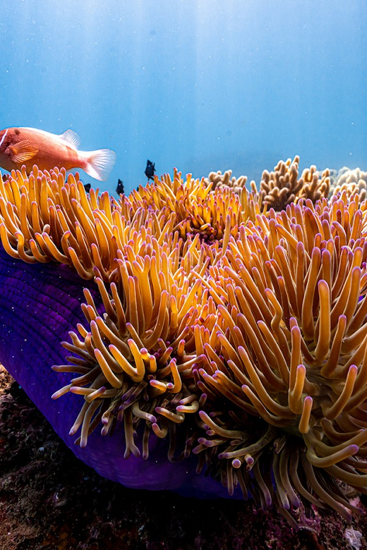 From Da Nang: Cham Island Sightseeing and Snorkeling Tour(L) - Itinerary Highlights