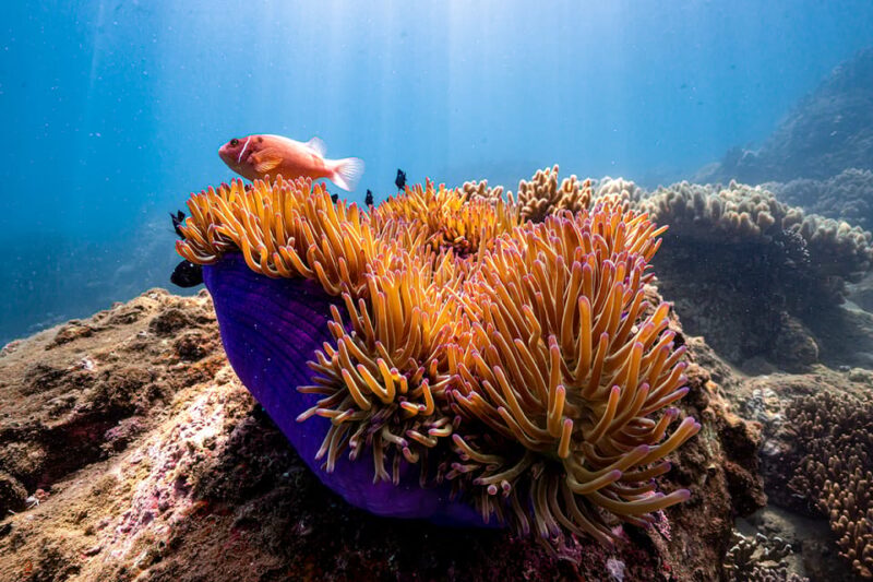 From Da Nang: Cham Island Sightseeing and Snorkeling Tour(L) - Attractions Visited