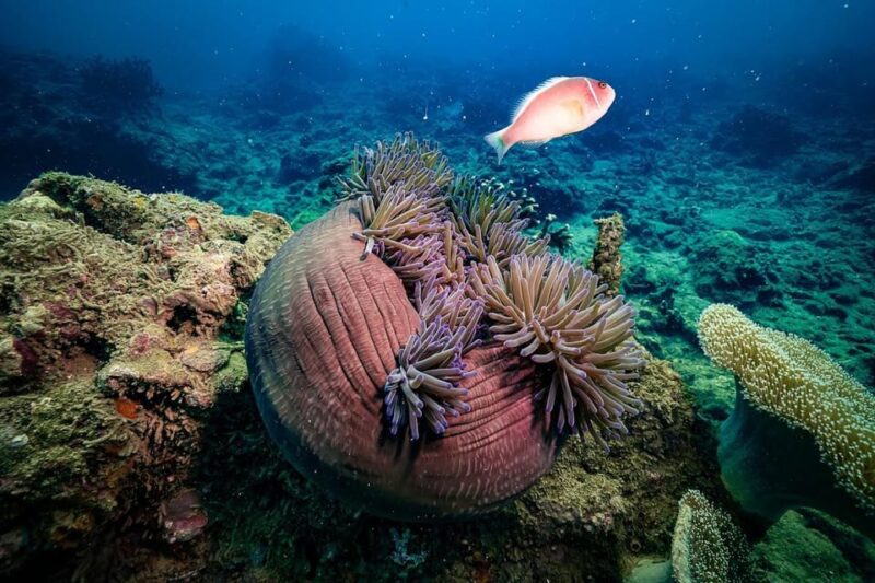 From Da Nang: Cham Island Sightseeing and Snorkeling Tour(L) - Lunch and Leisure
