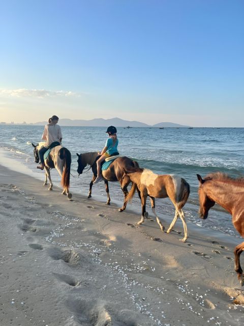 From Da Nang: Half Day Horse Riding and Coconut Boat-Hoi An. - Key Points