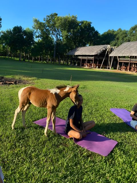 From Da Nang: Half Day Horse Riding and Coconut Boat-Hoi An. - Drop-off at Da Nang