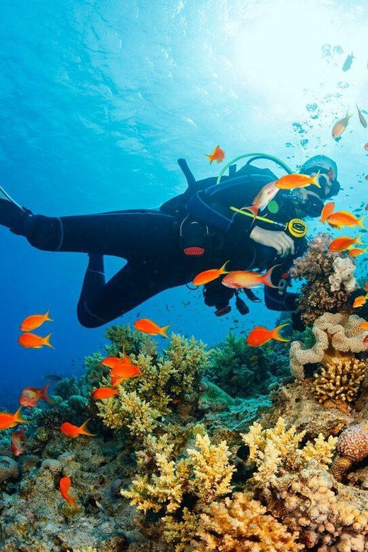 From Da Nang/ Hoi An: Cham Islands & Snorkeling Or Diving - Itinerary Details