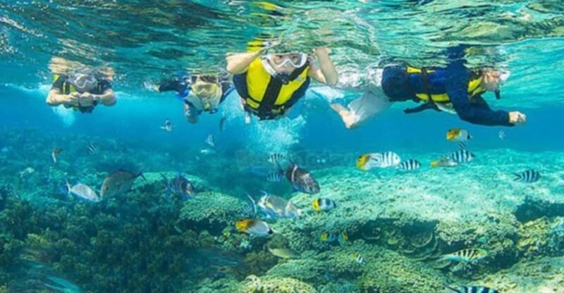 From Da Nang/Hoi An:Cham Island With Snokerling and Diving - Itinerary and Activities
