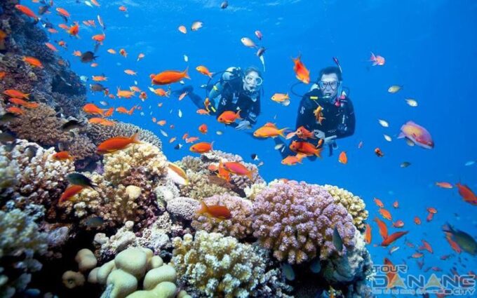 From Da Nang/Hoi An:Cham Island With Snokerling and Diving - Pickup and Transportation