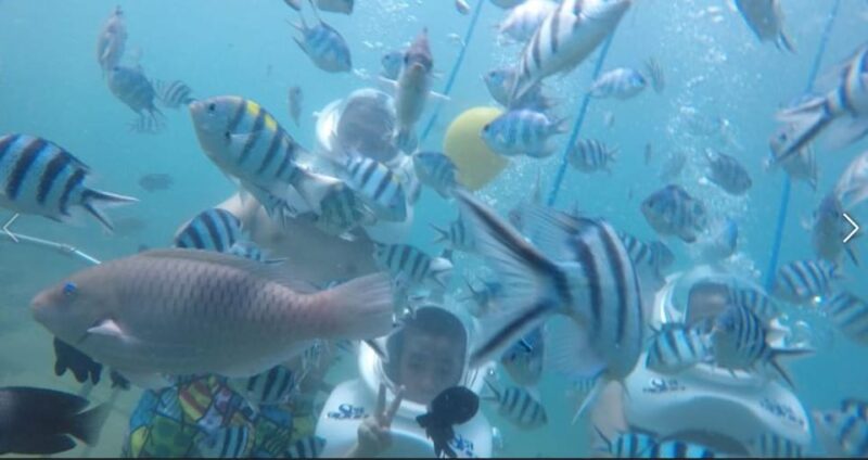 From Da Nang or Hoi An: Cham Island Tour - Inclusions