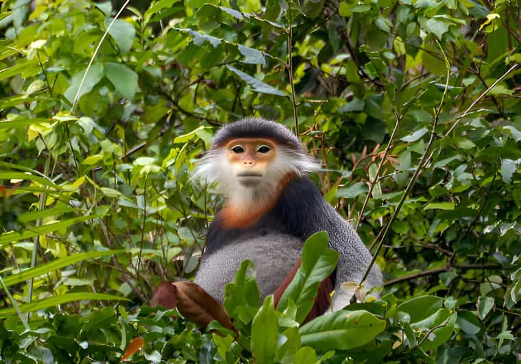 From Da Nang: Wildlife Watching, Douc Langurs Watching - Key Points