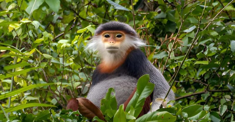 From Da Nang: Wildlife Watching, Douc Langurs Watching - Highlights and Experience