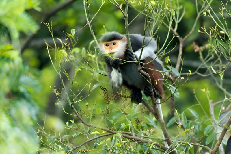 From Da Nang: Wildlife Watching, Douc Langurs Watching - Important Information