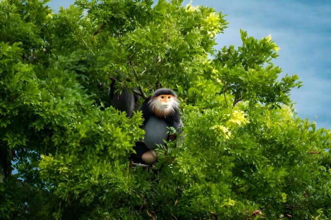 From Da Nang: Wildlife Watching, Douc Langurs Watching - Meeting Point and Transportation