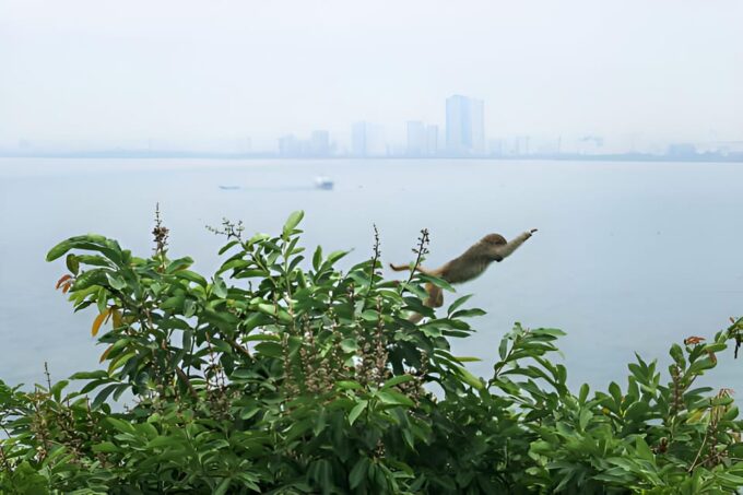 From Da Nang: Wildlife Watching, Douc Langurs Watching - Booking and Cancellation