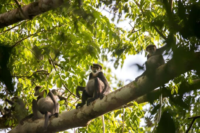 From Da Nang: Wildlife Watching, Douc Langurs Watching - Support Conservation Efforts