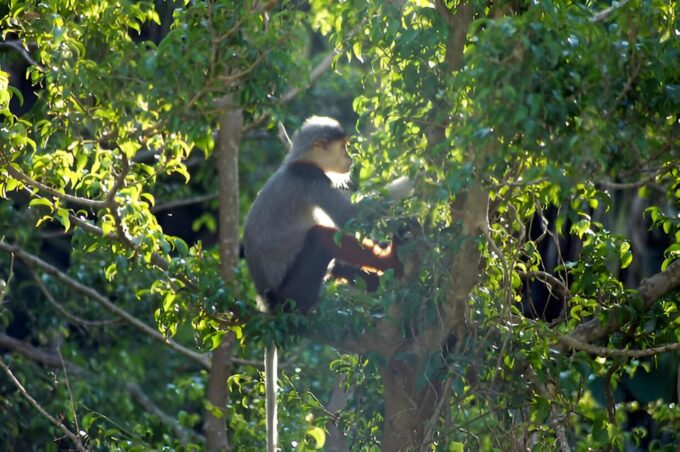 From Da Nang: Wildlife Watching, Douc Langurs Watching - Frequently Asked Questions