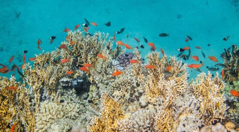 From Dahab: Three Pools Guided Snorkeling Tour With Lunch - Itinerary and Experience