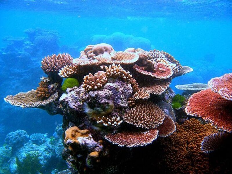 From Dahab: Three Pools Guided Snorkeling Tour With Lunch - Snorkeling Highlights