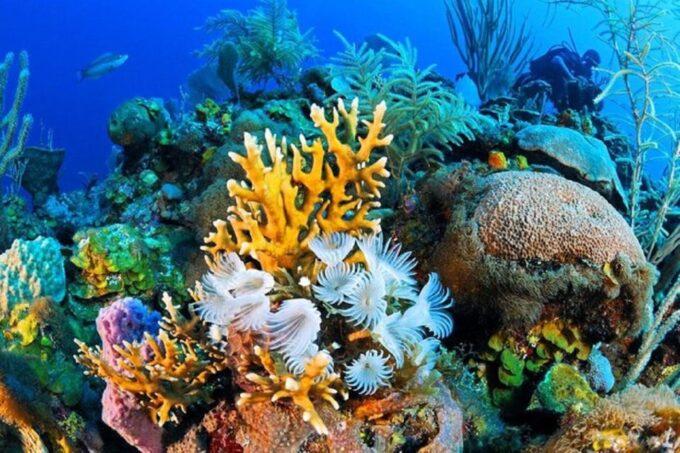 From Dahab: Three Pools Guided Snorkeling Tour With Lunch - Frequently Asked Questions