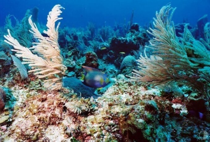From Dahab: Three Pools Guided Snorkeling Tour With Lunch - Frequently Asked Questions