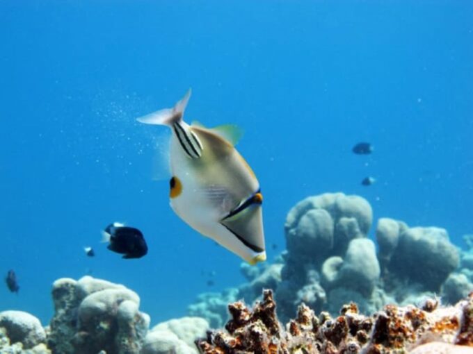 From Dahab: Three Pools Guided Snorkeling Tour With Lunch - Recap