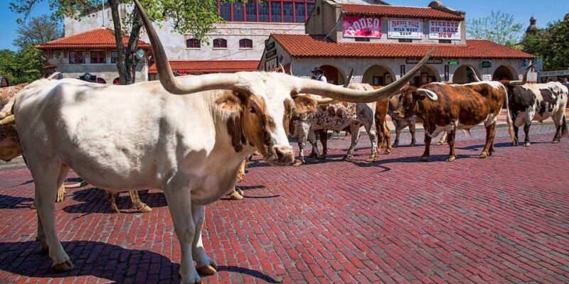 From Dallas: Fort Worth Guided Day Tour - Inclusions and Exclusions