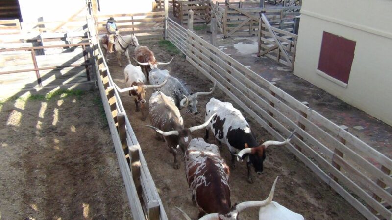 From Dallas: Fort Worth Guided Day Tour - Booking Information