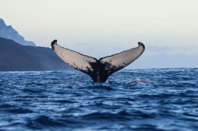 From Dalvik: Arctic Whale Watching in Northern Iceland - Wildlife and Sighting Rates