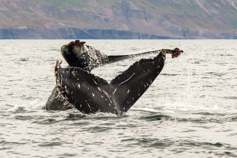 From Dalvik: Arctic Whale Watching in Northern Iceland - Important Information and Recommendations