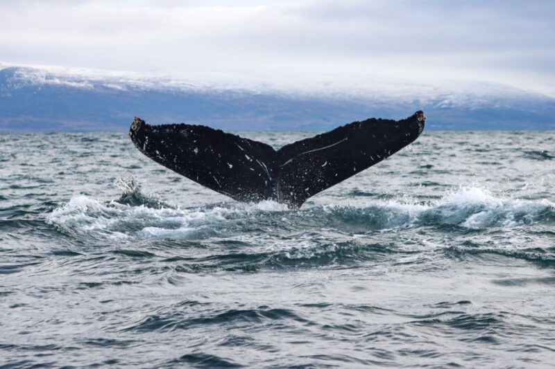 From Dalvik: Arctic Whale Watching in Northern Iceland - Customer Reviews and Ratings