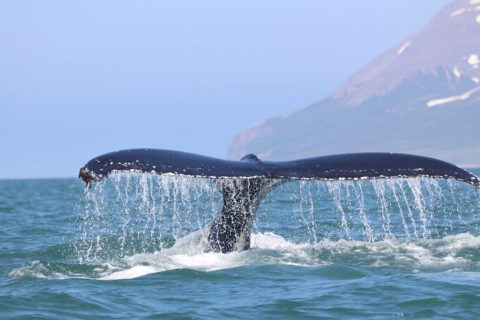 From Dalvik: Arctic Whale Watching in Northern Iceland - Booking and Reservation Details