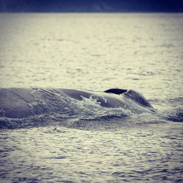 From Dalvik: Arctic Whale Watching in Northern Iceland - Transportation and Accessibility
