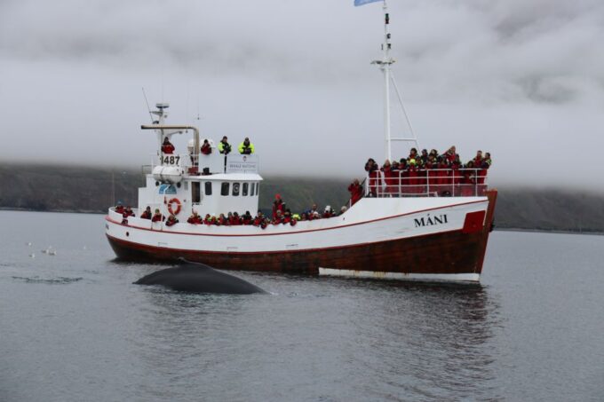 From Dalvik: Arctic Whale Watching in Northern Iceland - Frequently Asked Questions