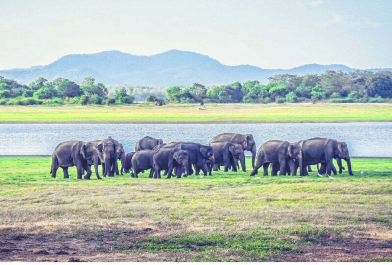 From Dambulla: Full Day Safari at Minneriya National Park - Itinerary and Wildlife Experience