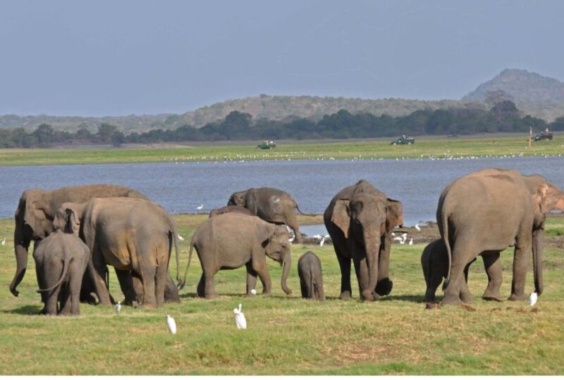 From Dambulla: Full Day Safari at Minneriya National Park - Inclusions and Amenities