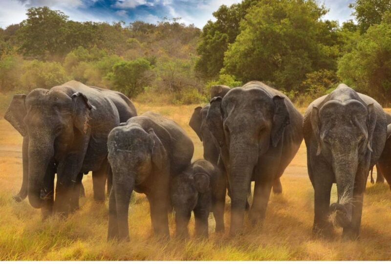 From Dambulla: Full Day Safari at Minneriya National Park - Important Information
