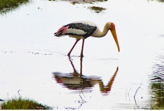 From Dambulla: Full Day Safari at Minneriya National Park - Safari Highlights