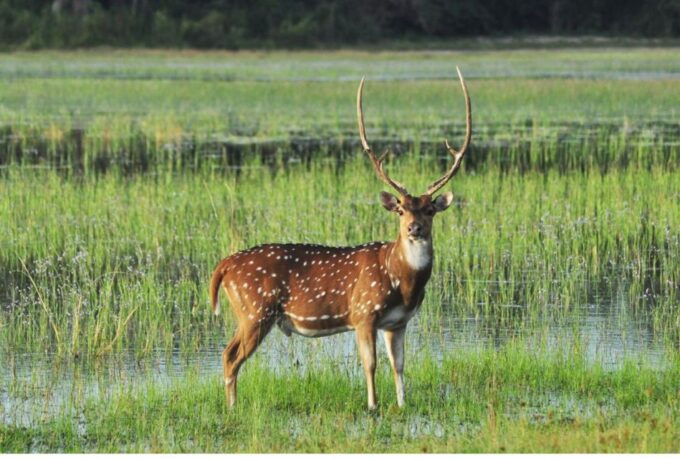 From Dambulla: Full Day Safari at Minneriya National Park - Frequently Asked Questions