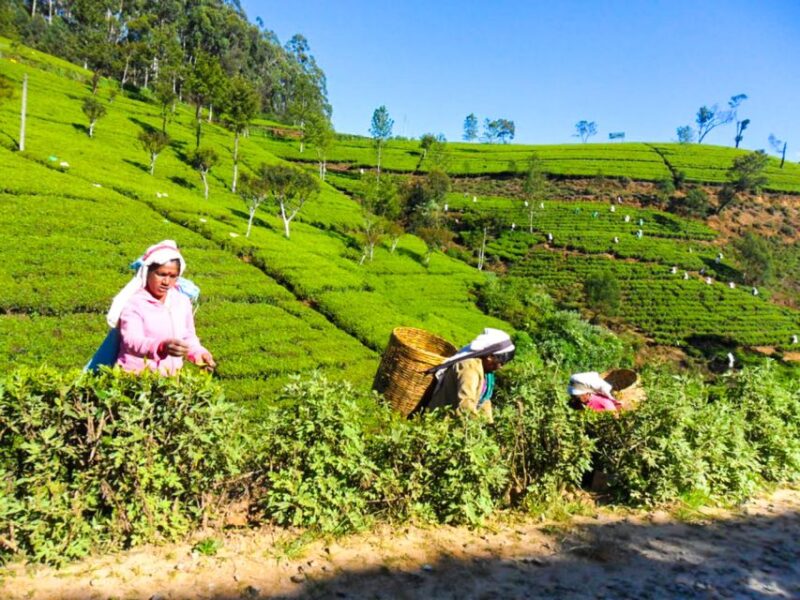 From Dambulla: Kandy Day Trip - Itinerary Highlights