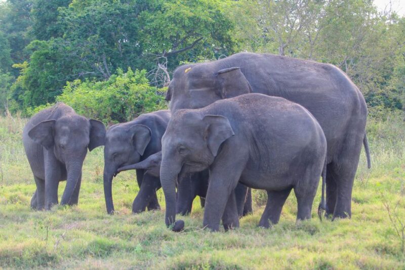 From Dambulla: Private Polonnaruwa and Minneriya Day Tour - Additional Information