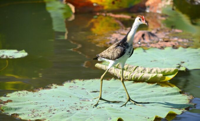 From Darwin: 2-Day Kakadu Tour With Hotel, Cruise & Rock Art - Park Facilities and Inclusions