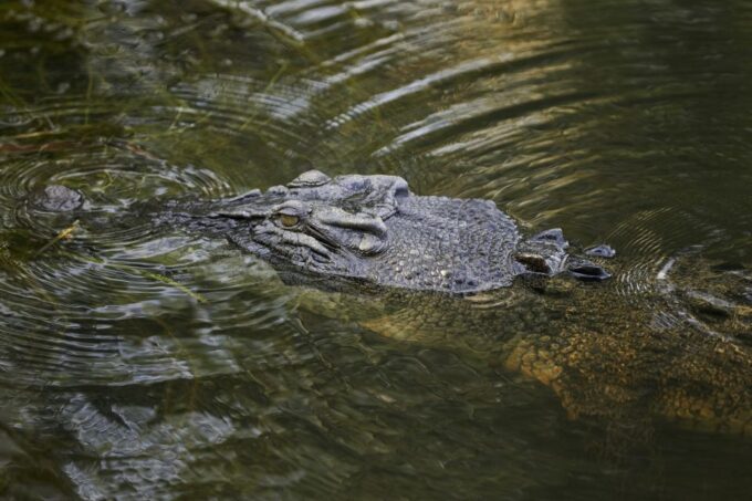 From Darwin: Kakadu National Park Full Day Tour - Indigenous History and Culture