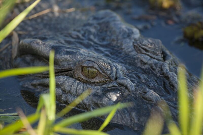 From Darwin: Litchfield National Park Day Trip - Discover Florence Falls