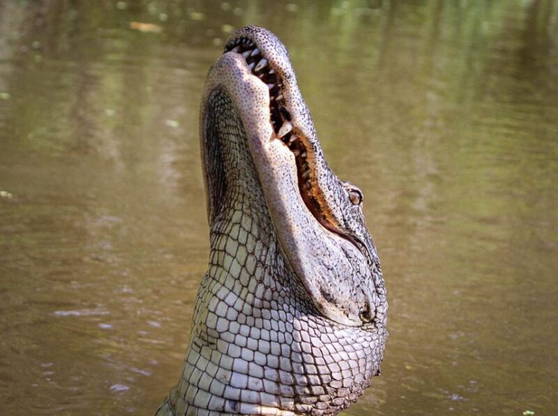 From Darwin: Litchfield Park Tour & Jumping Crocodile Cruise - Jumping Crocodile Cruise