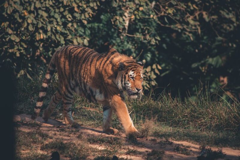 From Delhi : 2 Days Jim Corbett Tiger Safari Tour By Car - Key Points