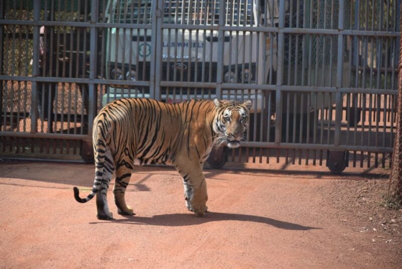 From Delhi : 2 Days Jim Corbett Tiger Safari Tour By Car - Itinerary