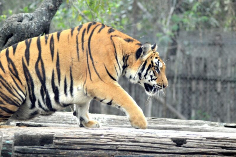 From Delhi : 2 Days Jim Corbett Tiger Safari Tour By Car - Inclusions