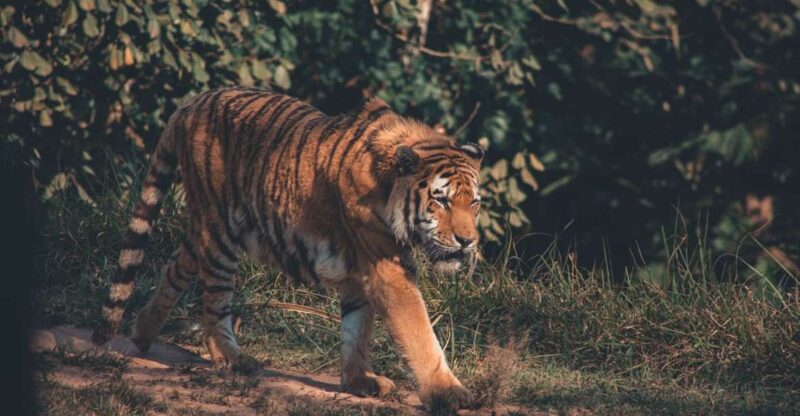 From Delhi : 2 Days Jim Corbett Tiger Safari Tour By Car - Frequently Asked Questions