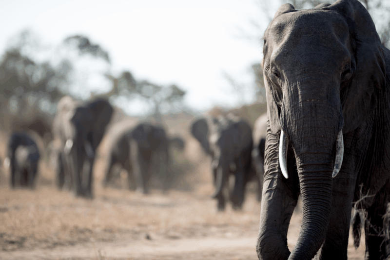 From Delhi 2 Days Taj Mahal Tour With Wildlife SOS Elephants - Key Points