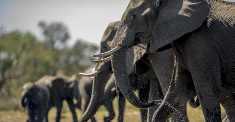 From Delhi 2 Days Taj Mahal Tour With Wildlife SOS Elephants - Itinerary