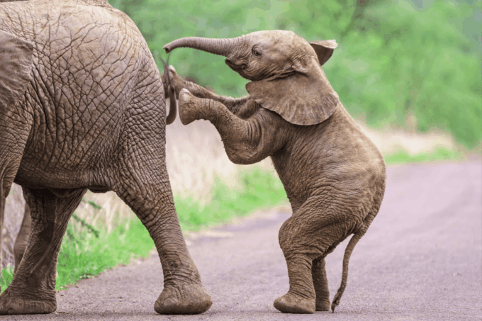 From Delhi: 3 Day Golden Triangle W/ Elephant Wildlife Tour - Available Languages