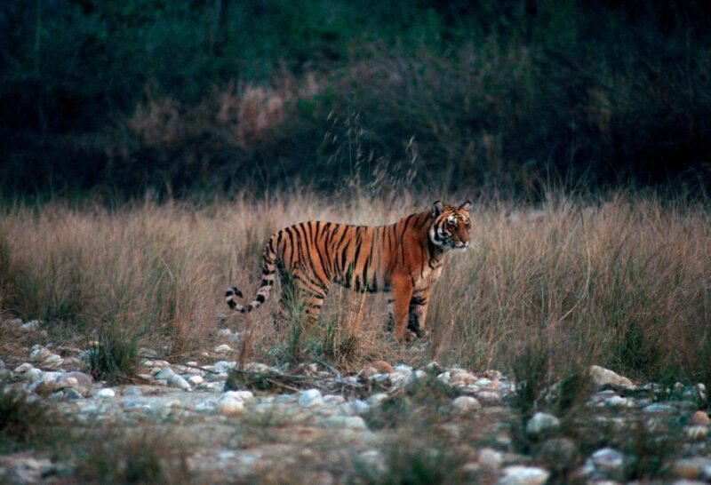 From Delhi: 3-Day Jim Corbett National Park Private Safari - Key Points